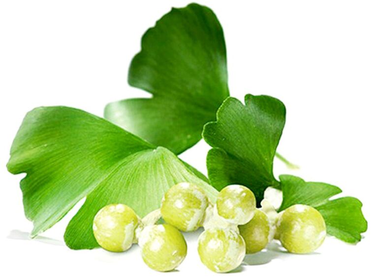 Las hojas de Ginkgo biloba mejoran el flujo sanguíneo a los tejidos del pene