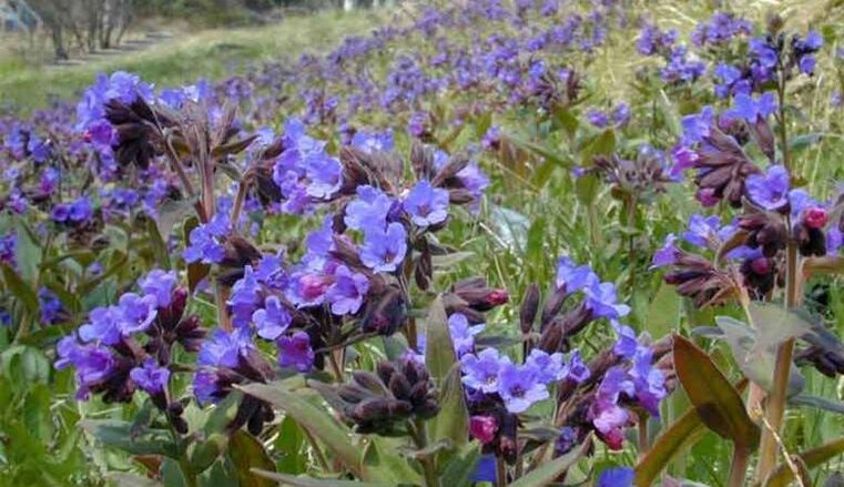 Pulmonaria para preparar una infusión que favorece el agrandamiento del pene